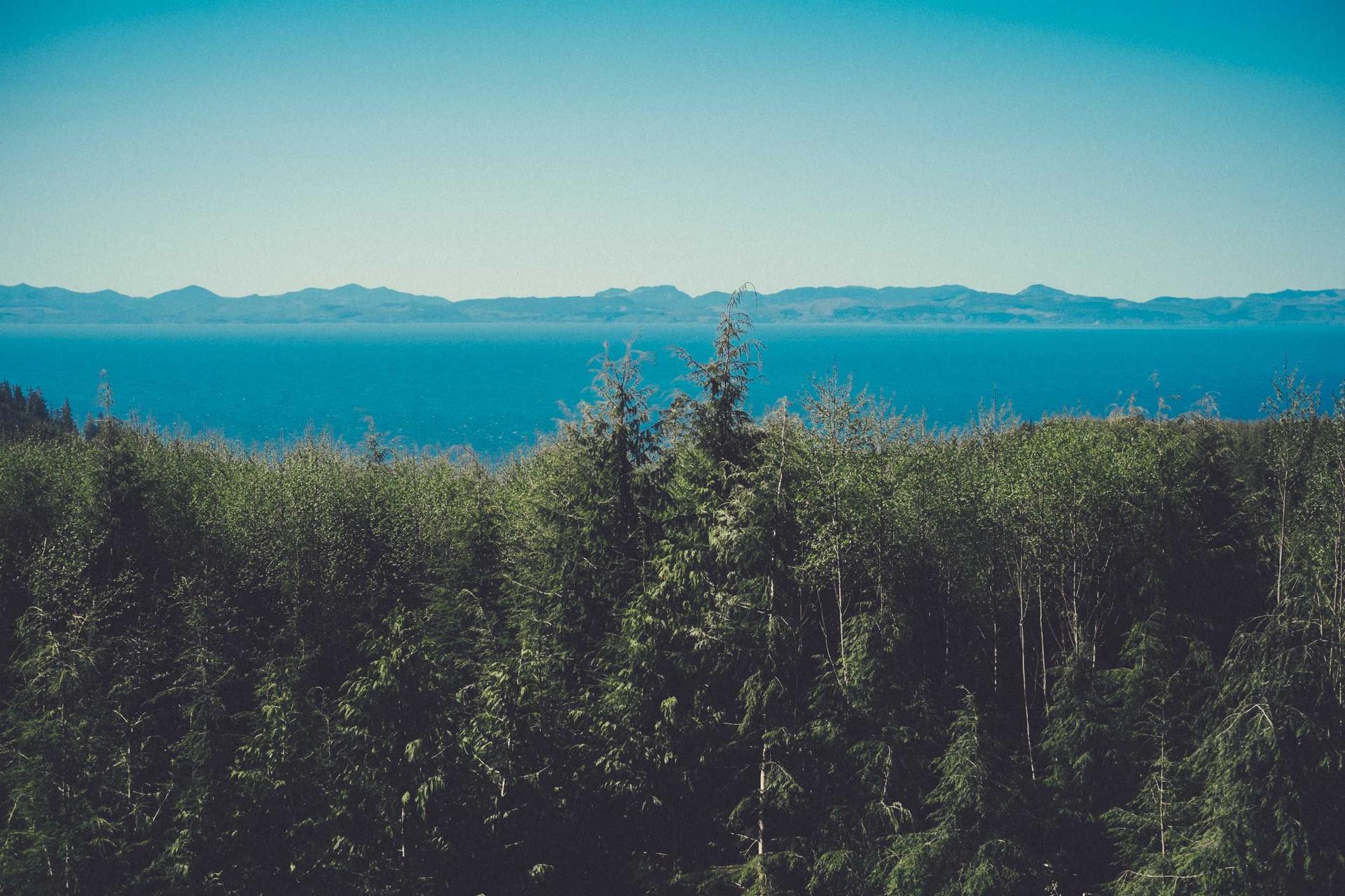 Bosque de abetos que baja hasta un mar azul con islas al fondo
